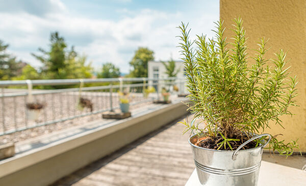 Rosmarin im Zinktopf auf der Dachterrasse der Dr. Loew Einrichtung Jugendbetreuung