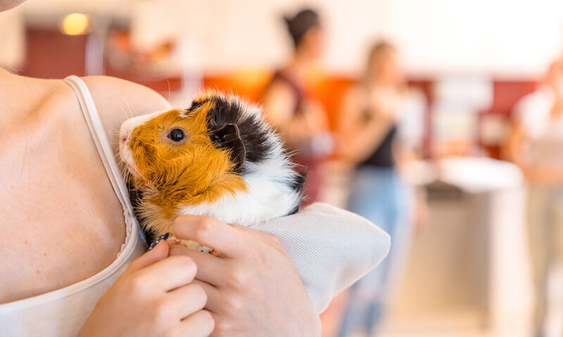 Jugendliche hält ein Meerschweinchen auf dem Arm