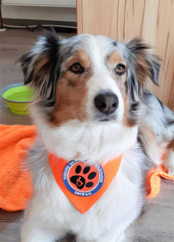 therapiehund-satinka.jpg